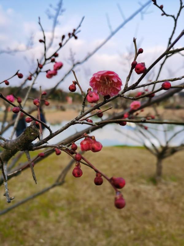 踏青早行人 作者：張鎖龍