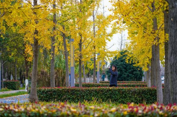 “江蘇樹王”在崑山:1700年等待,這才是最好的時代 “江蘇樹王”在崑山:1700年等待,這才是最好的時代