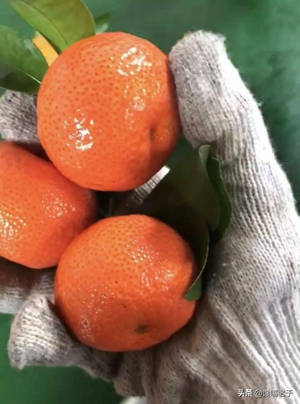 過年買菜時：這5種果蔬不要隨意買，為了家人健康，建議看一看