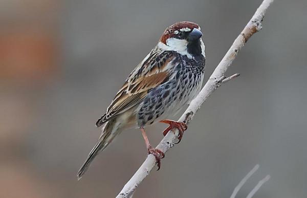 東江攬勝：天天相見不相識，國內五種常見麻雀你能分清嗎？