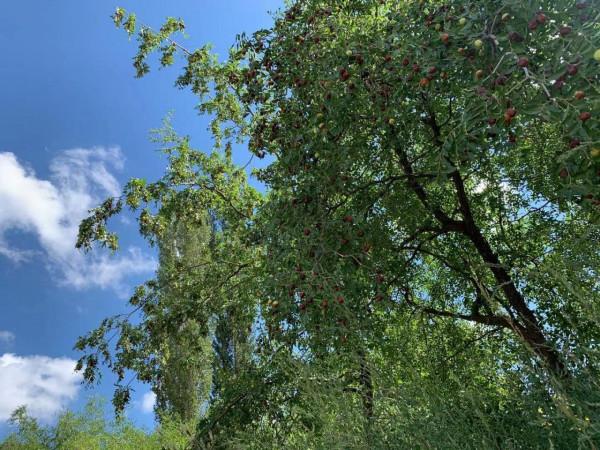 絲路明珠 塞北江南 – 凱美瑞雙擎與亞洲龍雙擎寧夏遊