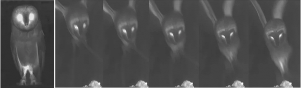 反向仿生學？在被獵食的動物身上找到紅外線預警器