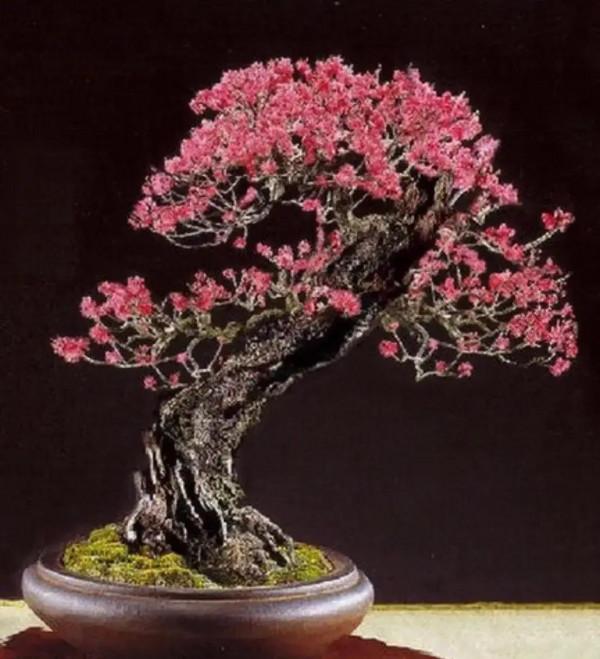 分享~~~小盆景 大世界 小巧玲瓏 精美絕倫 冬日裡一抹紅 美醉啦