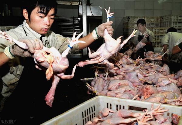 珠三角白蝦漲不停，肉雞進退兩難，大閘蟹一跌不起，豬價如何？