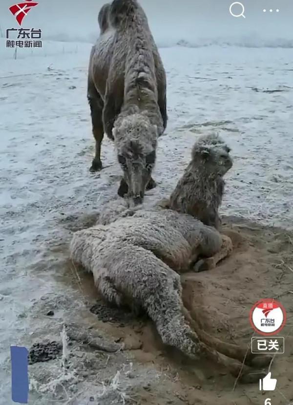 萬物皆有靈，內蒙古小駱駝被解救後回頭致謝不肯離去