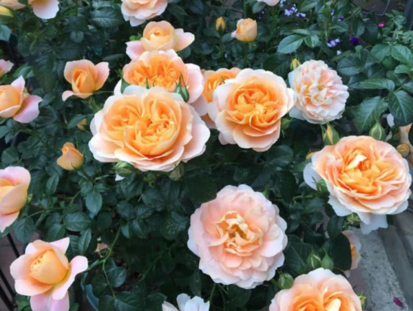 不差錢，喜歡月季，這幾個品種就一樣來一盆吧