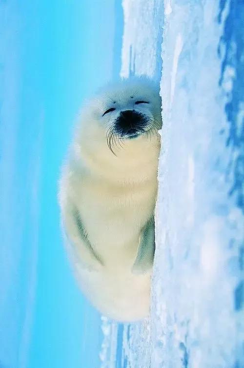 當你還在抱怨媽媽對你嘮叨的時候。不妨來看一下這幾個動物世界 當你還在抱怨媽媽對你嘮叨的時候。不妨來看一下這幾個動物世界