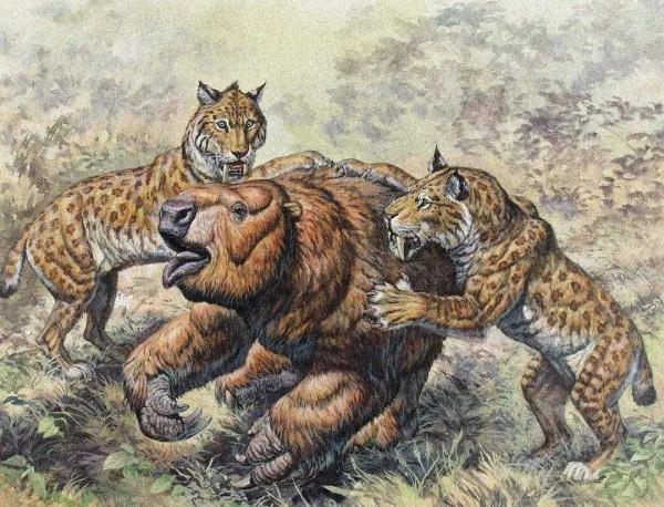 史前人類處於食物鏈頂端？科學家發現，古人類曾是馬刀齒貓的主食