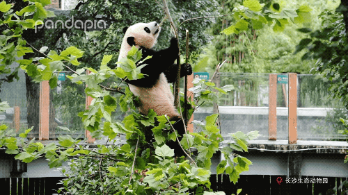 會自己鑽筐的滾滾，輕鬆帶回家