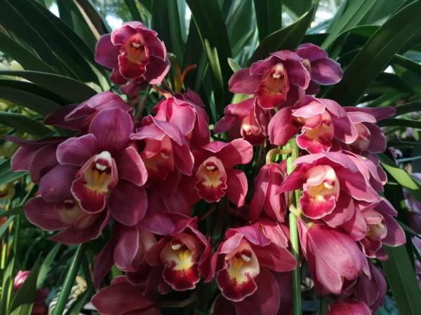 年宵花清單已公佈，一共5種，花朵豔麗又喜慶，君子蘭奪得榜首