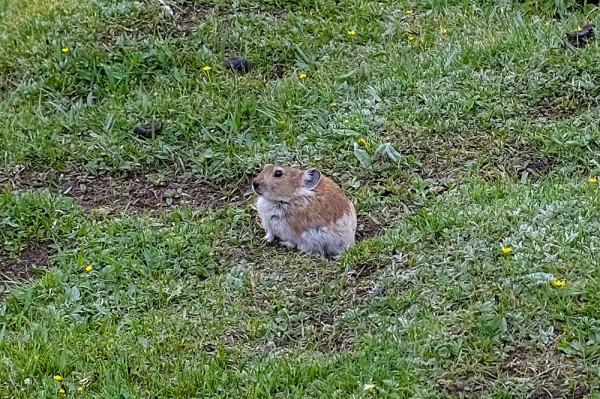 標緻4008環青海長測Day9：鳥島叫“蚊子島”，沿青海沿線達剛察！
