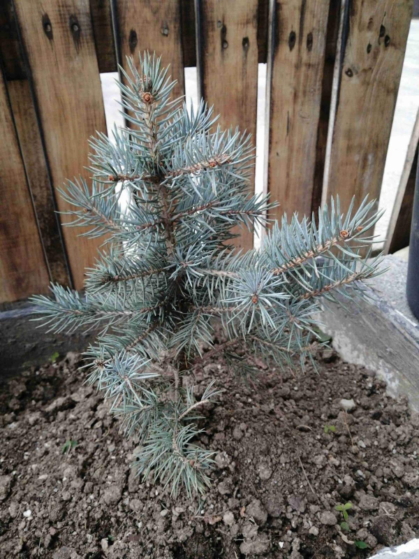 聖誕節快到了，家裡種棵清香的“聖誕樹”吧，小朋友看了很歡喜