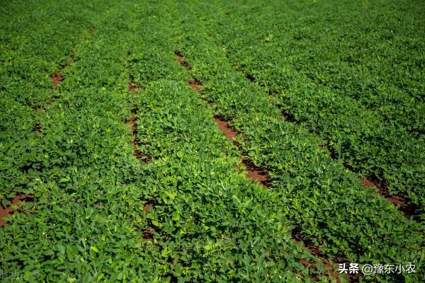 分享2021年我家的花生的畝產量怎麼才能達到800斤以上的? 分享2021年我家的花生的畝產量怎麼才能達到800斤以上的?