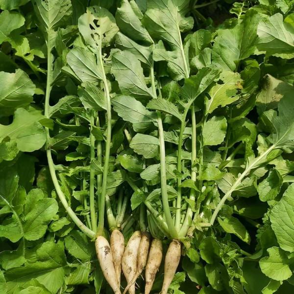 農村這7種蔬菜的葉子不要再扔了,煮來吃更美味,關鍵營養價值高 農村這7種蔬菜的葉子不要再扔了,煮來吃更美味,關鍵營養價值高