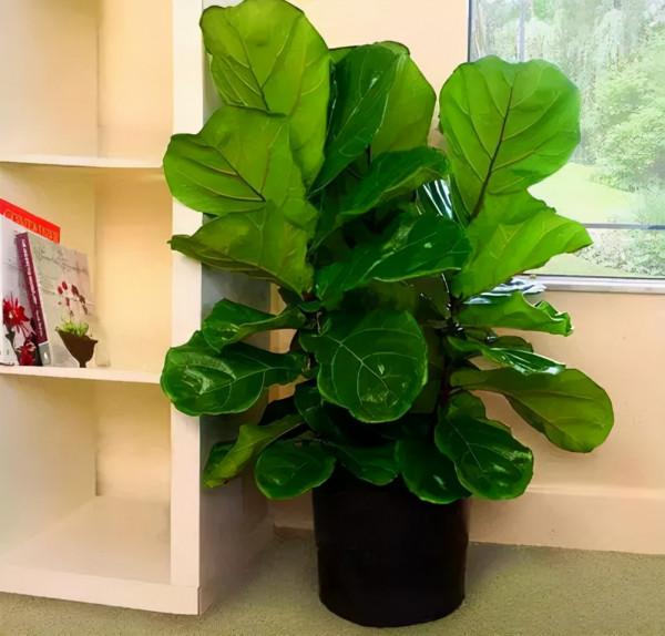 建議：適合客廳養的“大盆栽”，顯高階，幸福感倍增