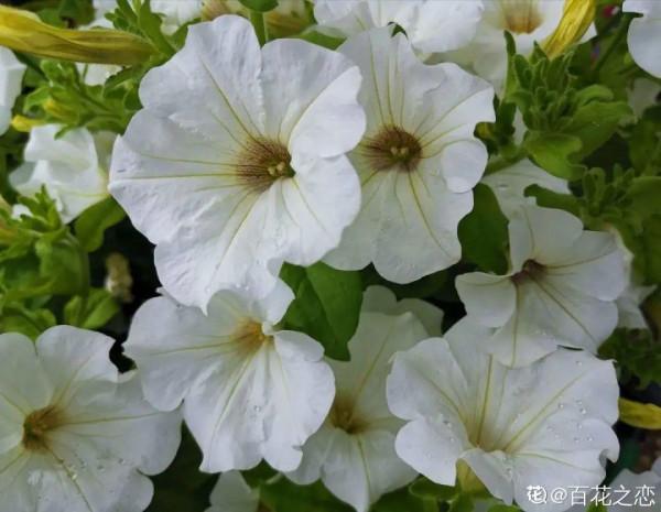 入秋一盆水，休眠的花“醒了”，猛長大花苞