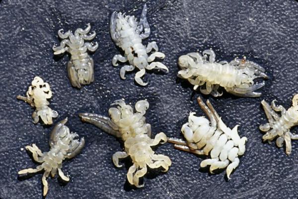 在鯨魚腹中是一種什麼感覺?一個手無寸鐵的人,還有機會逃生嗎? 在鯨魚腹中是一種什麼感覺?一個手無寸鐵的人,還有機會逃生嗎?