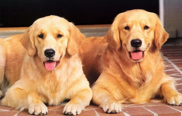 如何挑選最合適的金毛犬，大暖男來了，你愛了嗎？