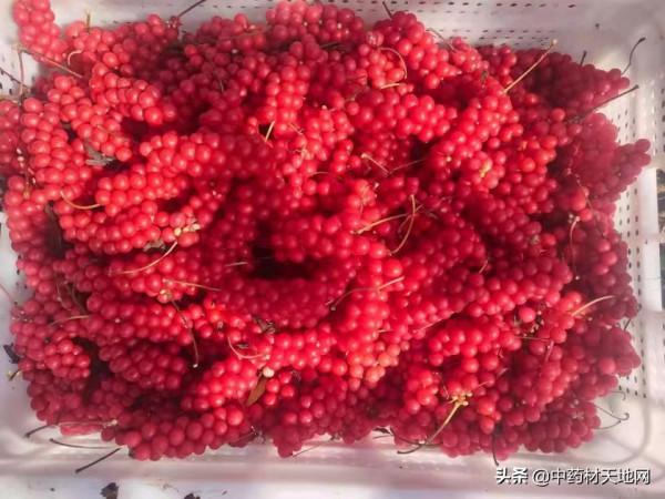 五味子種植面積擴增 價為何堅挺難下 五味子種植面積擴增 價為何堅挺難下