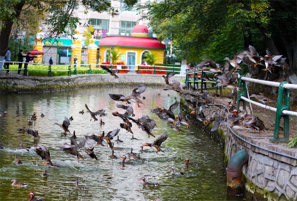 300多隻大場面 300多隻大場面