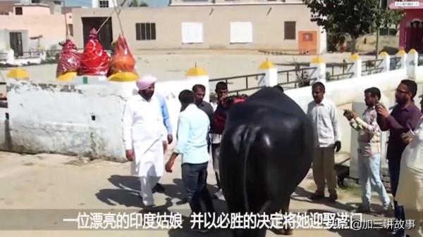 印度男子拋妻棄子，寧願和牛生活在一起，他的生活會幸福嗎？