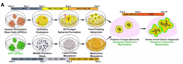 Cell Stem Cell | 有神經、有腺體、有肌肉的人胃類器官誕生