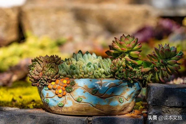 走進麗江古城多肉世界，目之所及皆是治癒