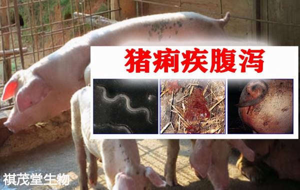 透過豬糞便識豬病!快速防治豬痢疾白黃痢腹瀉胃腸炎的中藥方劑 透過豬糞便識豬病!快速防治豬痢疾白黃痢腹瀉胃腸炎的中藥方劑