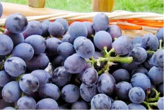 突發心梗，速效救心丸和硝酸甘油，哪個才能緊急救命？