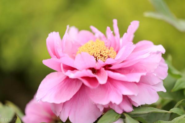 牡丹花什麼時候開花，牡丹花開花後的修剪方法