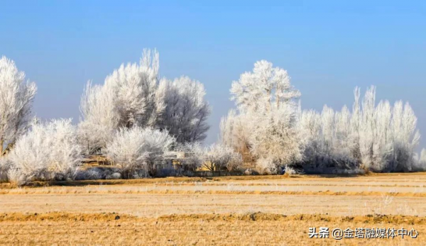 最美霧凇！來金塔看一場樹與冰雪的奇緣