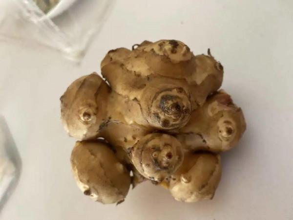 路邊的蒲公英，比拳頭還大，太可愛了