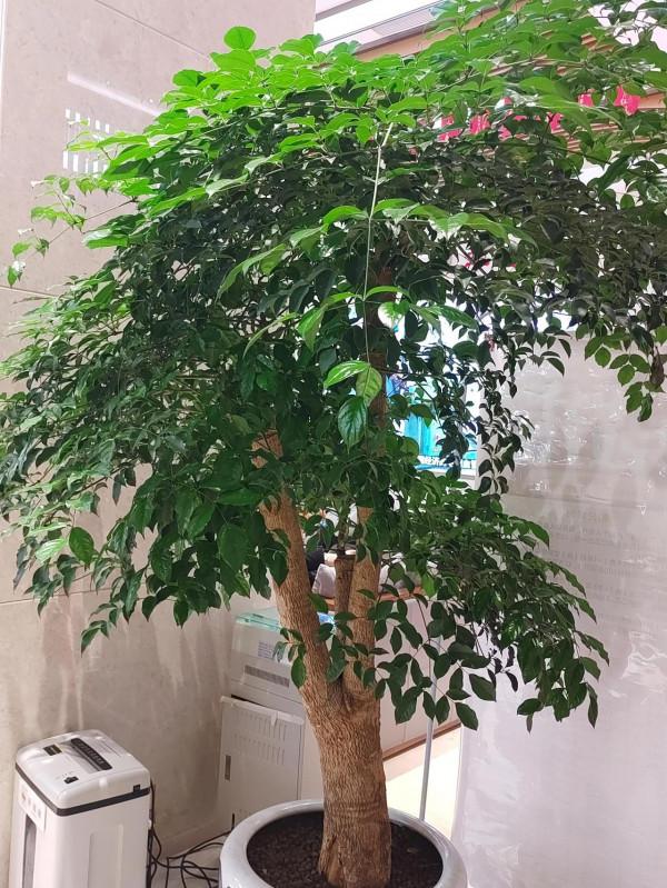 茂盛的富貴樹，清水長流，富貴長在