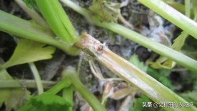 導致蔬菜腐爛的這個病，菜農也要提前防治