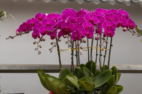 十年養花經歷，分享一下怎麼給花澆水