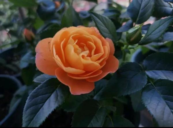 它的分枝性好花期長、花大、勤花，帶有淡淡的香味