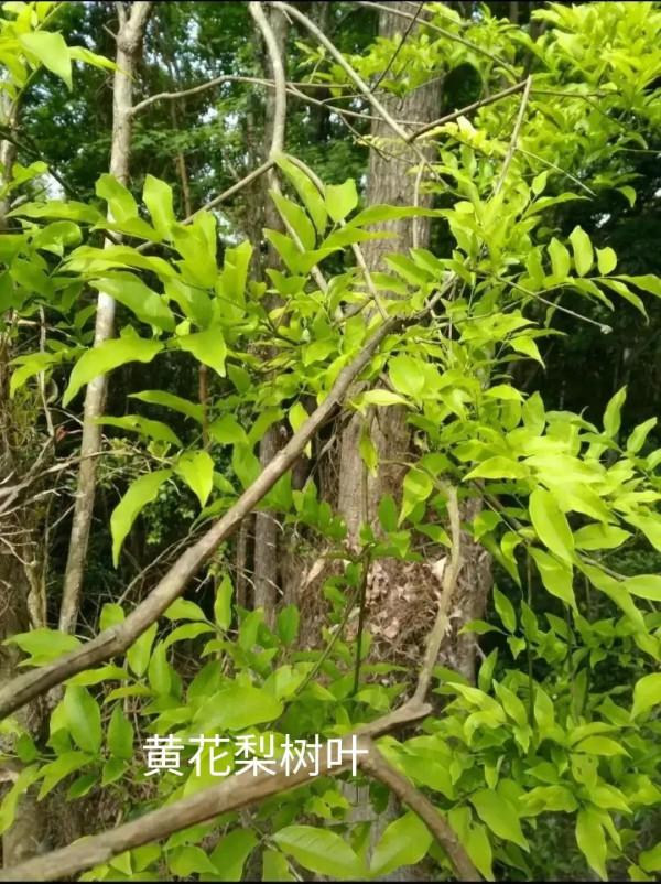 黃花梨幾百年才開一次花，結一次種，是真的嗎？