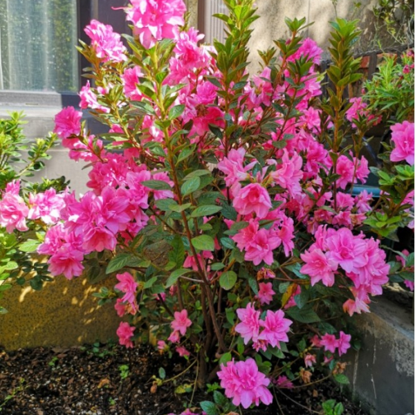 5種&OpenCurlyDoubleQuote;貴氣花&rdquo;，正月大降價，花市逛一圈，撿漏一大堆