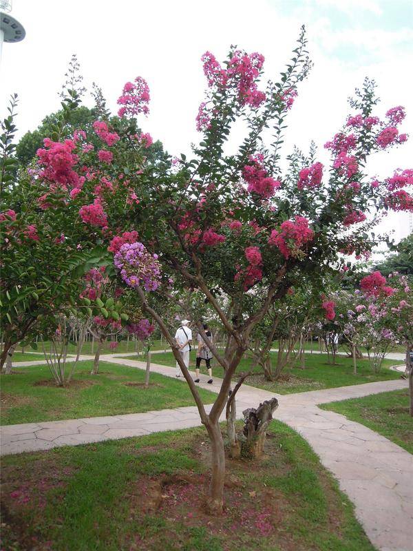 花卉欣賞、《奼紫嫣紅處處春》
