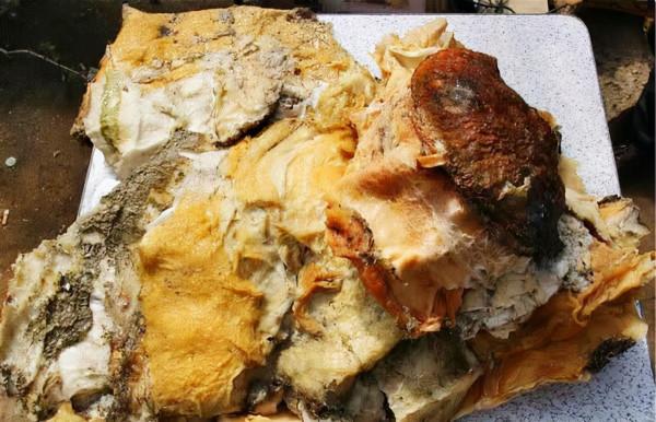 6年前,那個撿到太歲一夜暴富的遼寧農民王承德,後來創業去了 6年前,那個撿到太歲一夜暴富的遼寧農民王承德,後來創業去了