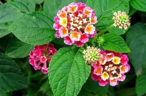 什麼花草的驅蚊效果好? 什麼花草的驅蚊效果好?