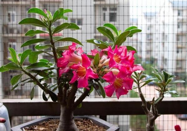 3種“沙漠”花，容易被澆死，多曬太陽少澆水！養在客廳超有範兒