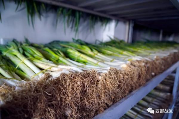 看!邊防官兵的恆溫菜窖和花樣套餐 看!邊防官兵的恆溫菜窖和花樣套餐