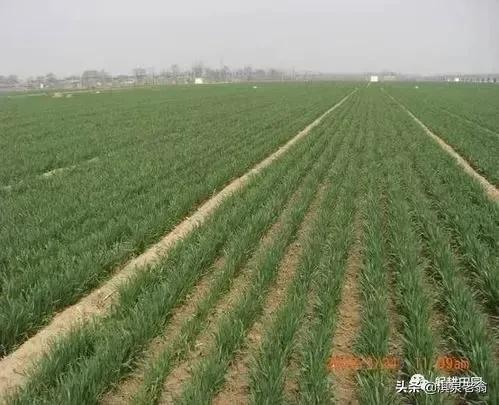 告訴你幾個促進作物質優產量高的‘‘施用劑’’及配方