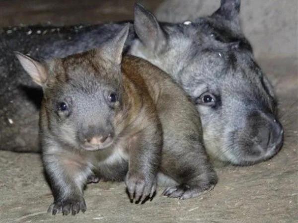 世界袋熊日,祝小胖胖們永遠開心 世界袋熊日,祝小胖胖們永遠開心
