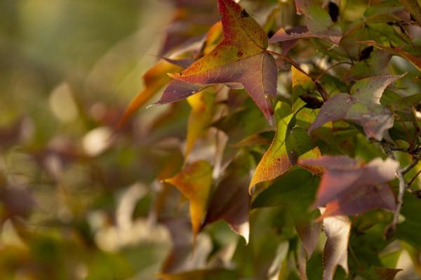 陰天過路石門森林公園