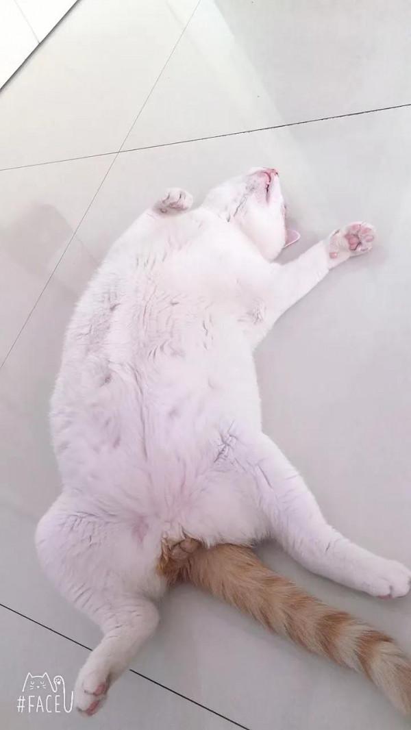 家有萌寵歡樂多