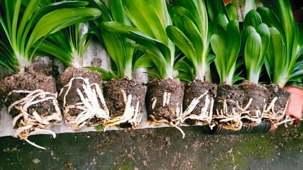 天冷後，需要“窮養”的六種花，水多易爛根，多曬愛生長