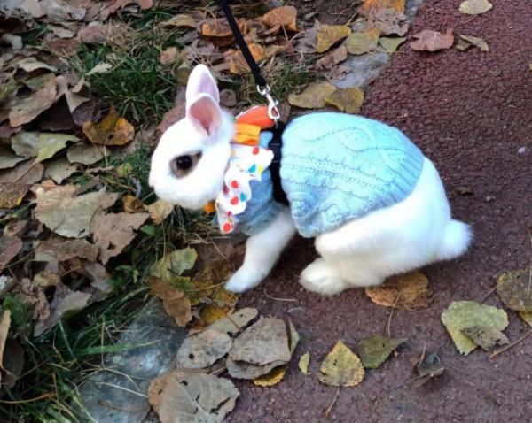 美目盼兮小精靈，疑為玉兔下凡間