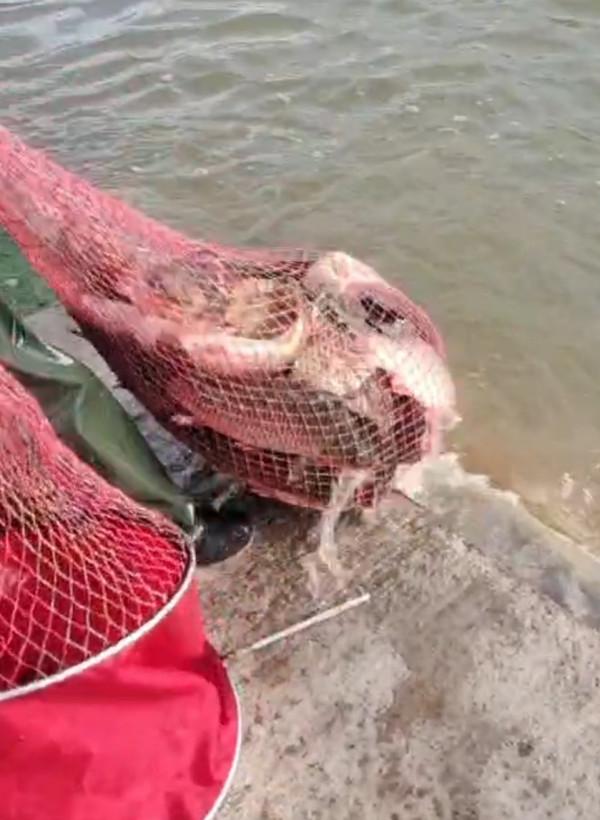 萬事俱備只欠東風，小炮之行拭目以待